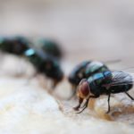 Maggot Extermination Tips for Properties in Sydney