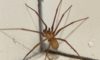 Spider Pest Control: Effective Strategies for Elimination