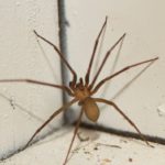 Spider Pest Control: Effective Strategies for Elimination
