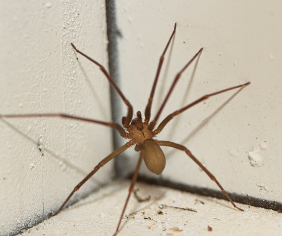 Spider Pest Control: Effective Strategies for Elimination