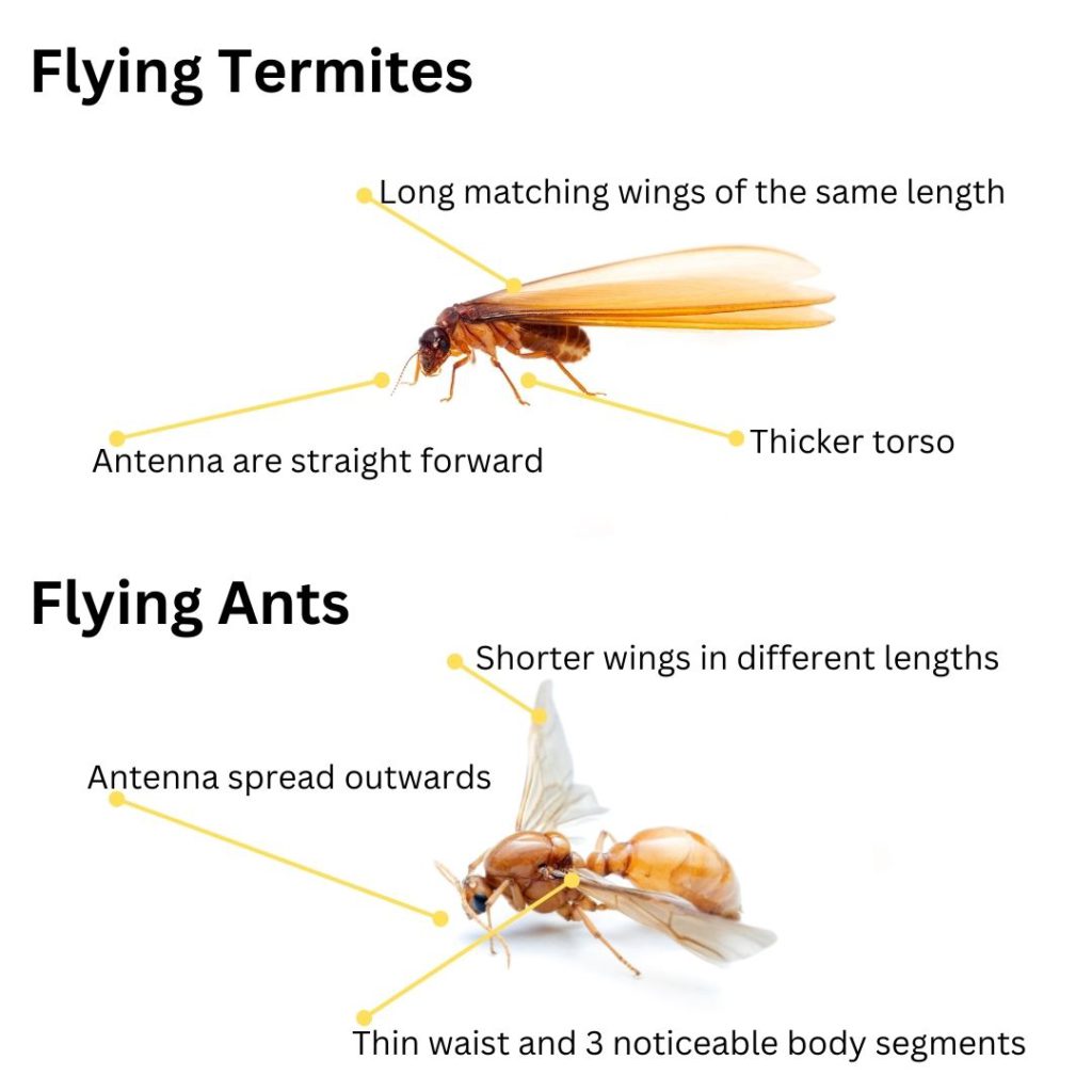 Flying Termites: Significance and How to Respond